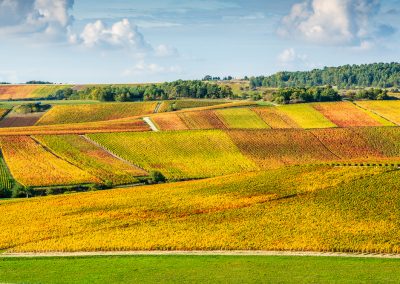 Fontette (10): paysage du vignoble Champenois de la côte des Bars sur la route touristique du Champagne.