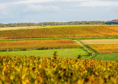 Fontette (10): paysage du vignoble Champenois de la côte des Bars sur la route touristique du Champagne.