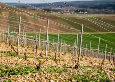 Photographe Viticole, paysage du vignoble de Champagne à Neuville-sur-Seine