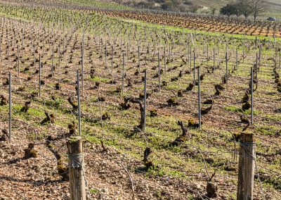 Photographe Viticole, reportage photos sur les travaux de la vigne pour le Champagne Notre-Dame-des-Vignes à Neuville-sur-Seine