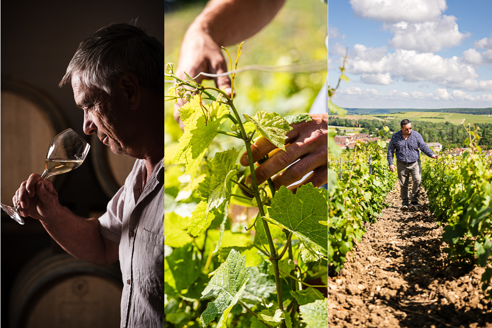 Photographe Vini-Viticole. Galerie Photographies sur la viticulture en Champagne Photographe Vini-Viticole. Galerie Photographies sur la viticulture en Champagne