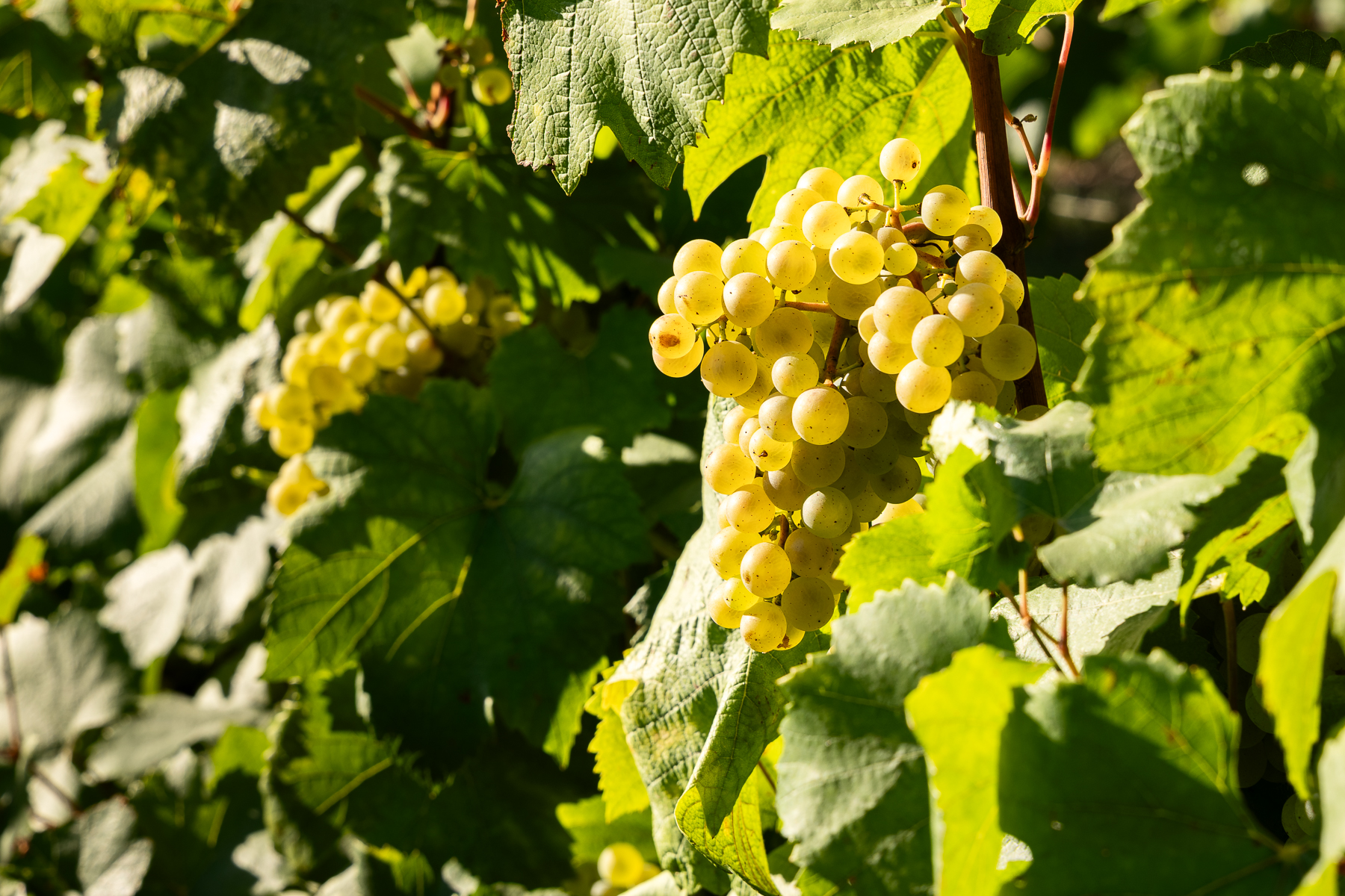 Photographe en vini-viticulture. Sylvain Bordier Photographe