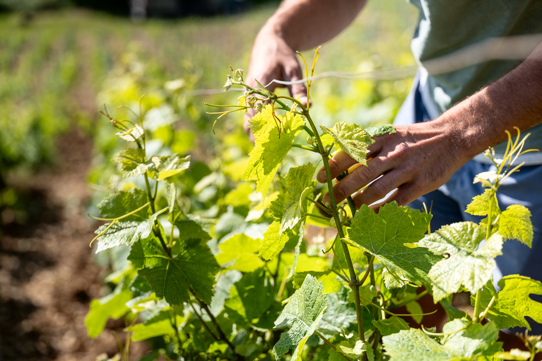 Photographe en vini-viticulture. Sylvain Bordier Photographe