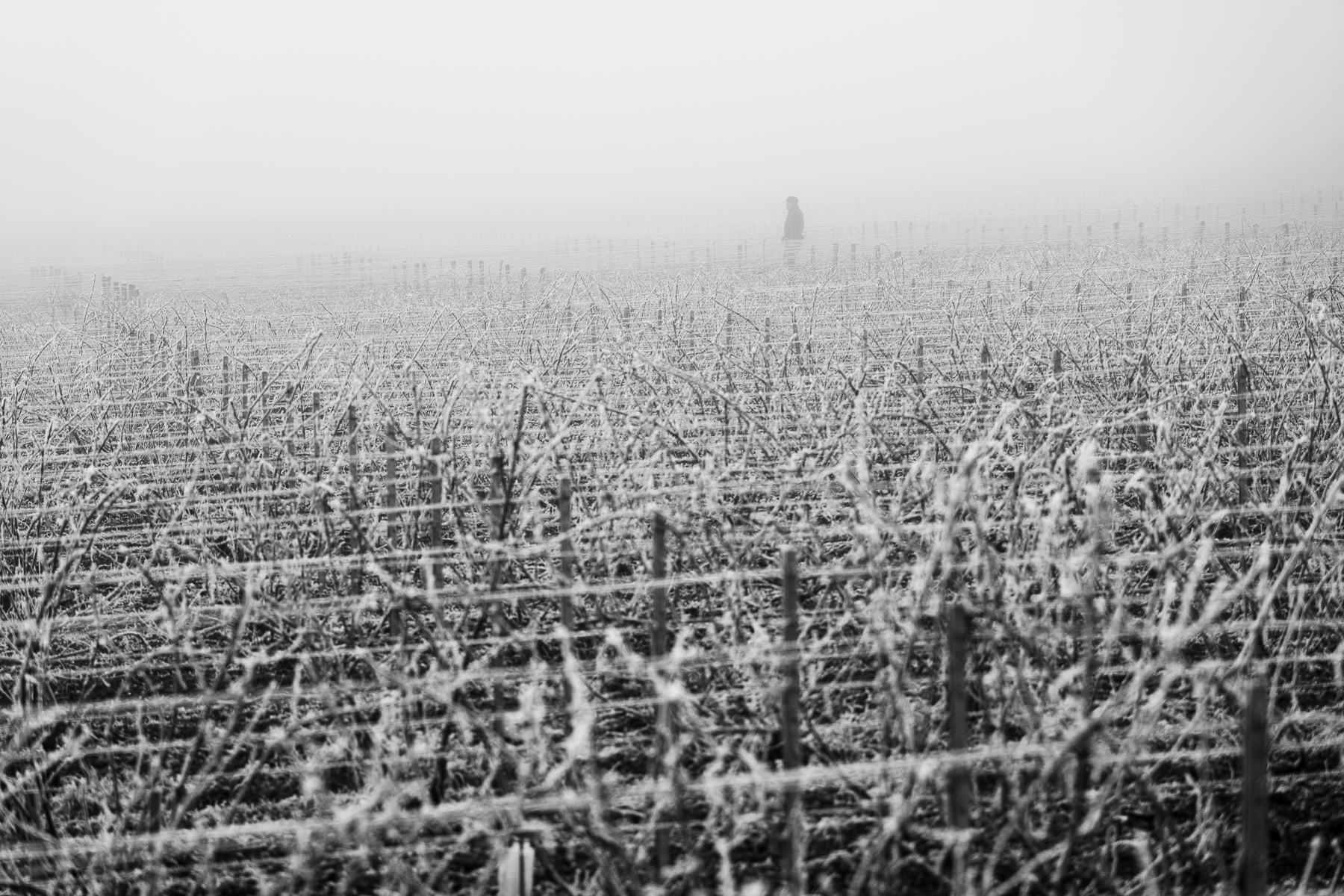 Photographe en vini-viticulture. Sylvain Bordier Photographe