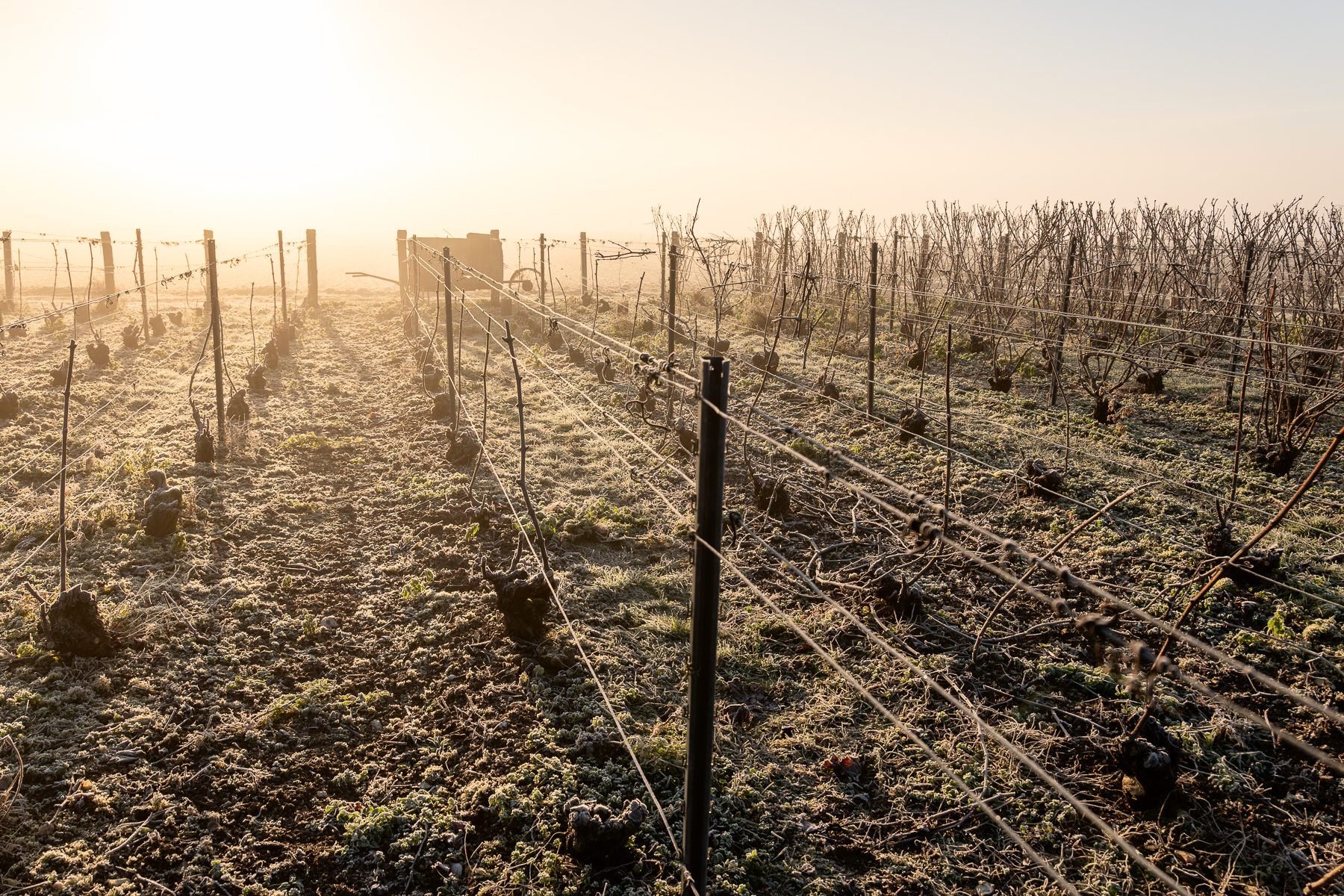 Photographe en vini-viticulture. Sylvain Bordier Photographe