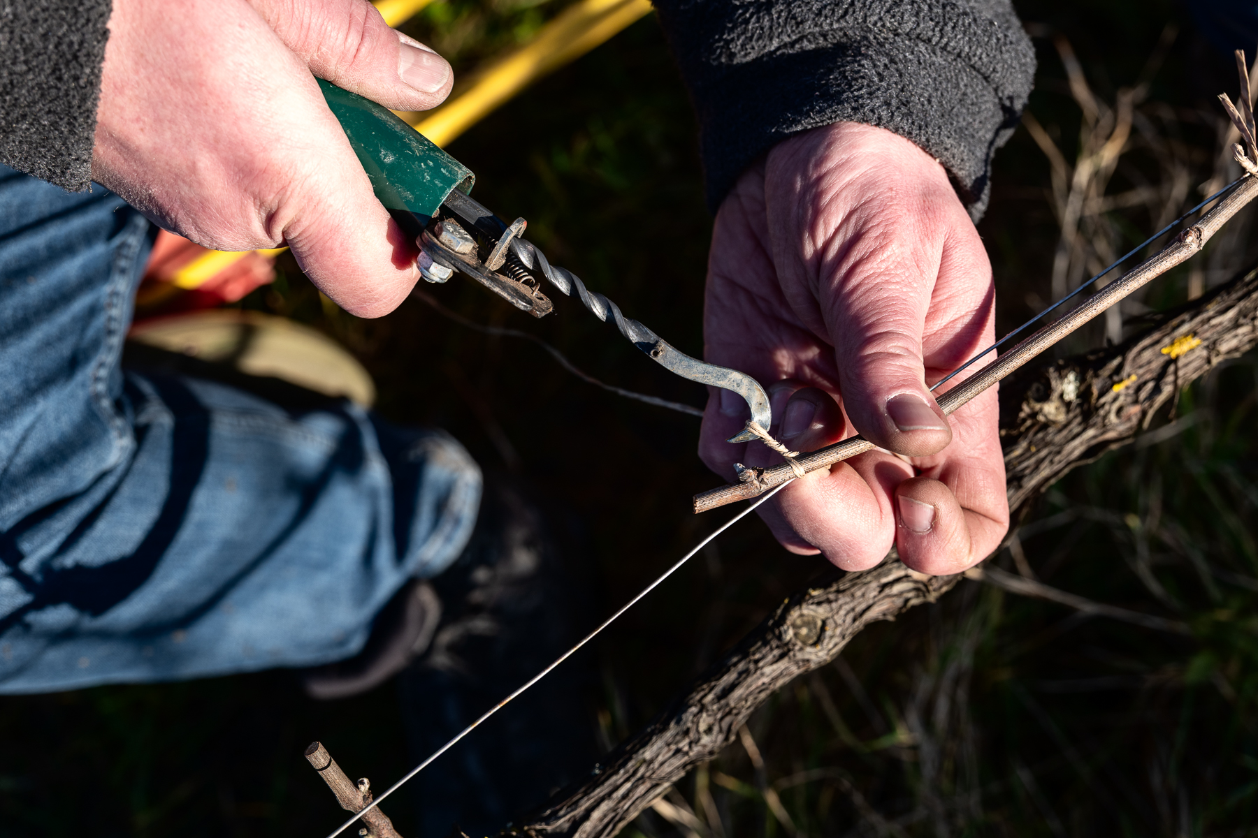 Photographe en vii-viticulture. Sylvain Bordier Photographe