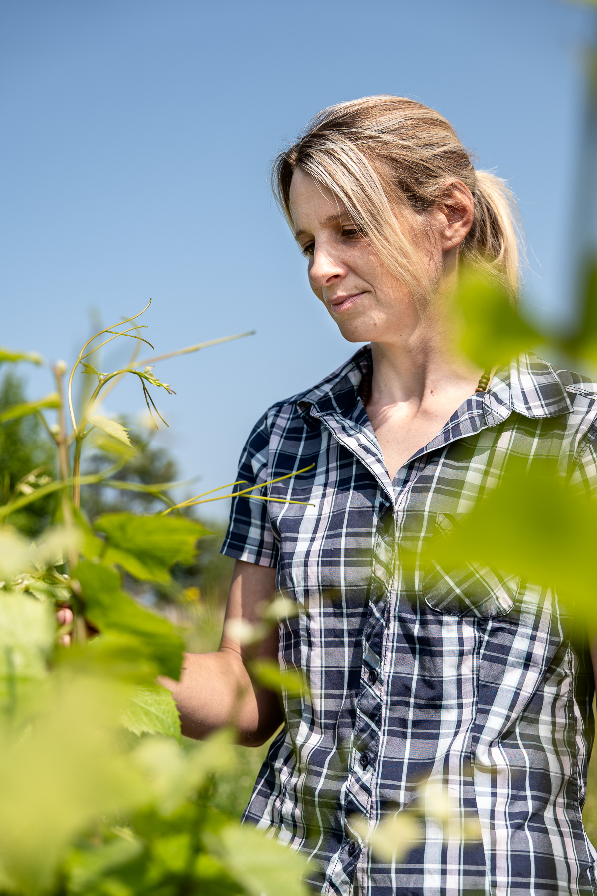 Photographe en vini-viticulture. Sylvain Bordier Photographe
