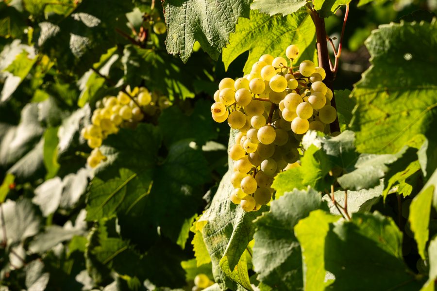 Photographe Viti-vinicole.