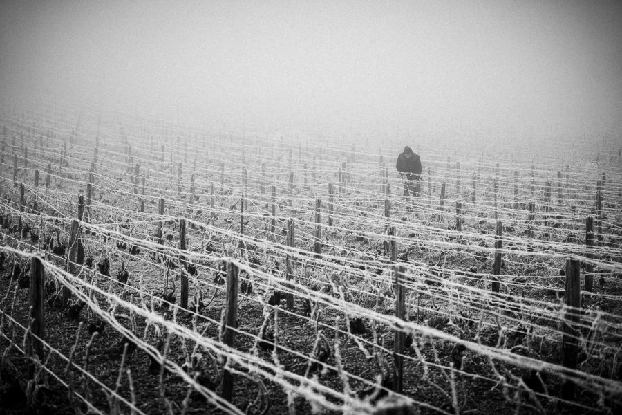 Vigne de Champagne sous le gel, Montgueux.