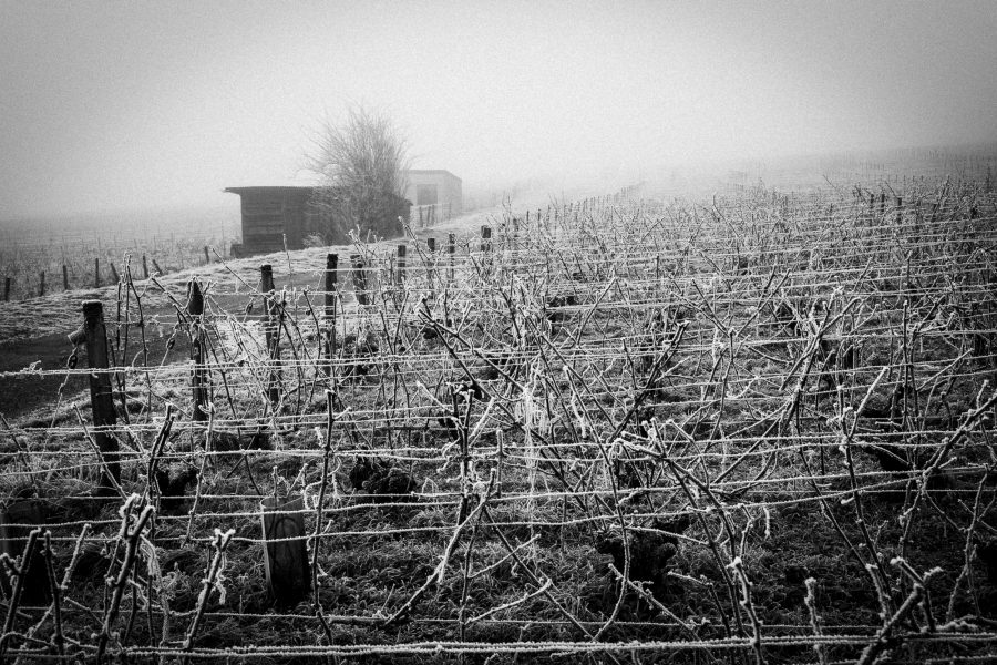 Vigne de Champagne sous le gel, Montgueux.