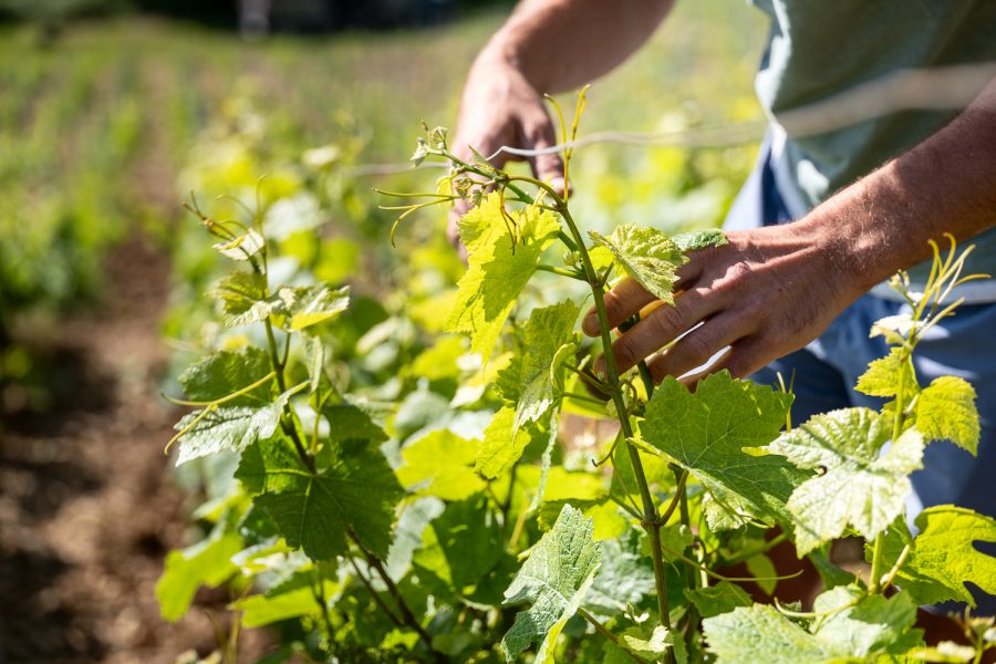 Photographe Viti-vinicole. Maison de Champagne Thomas Cheurlin