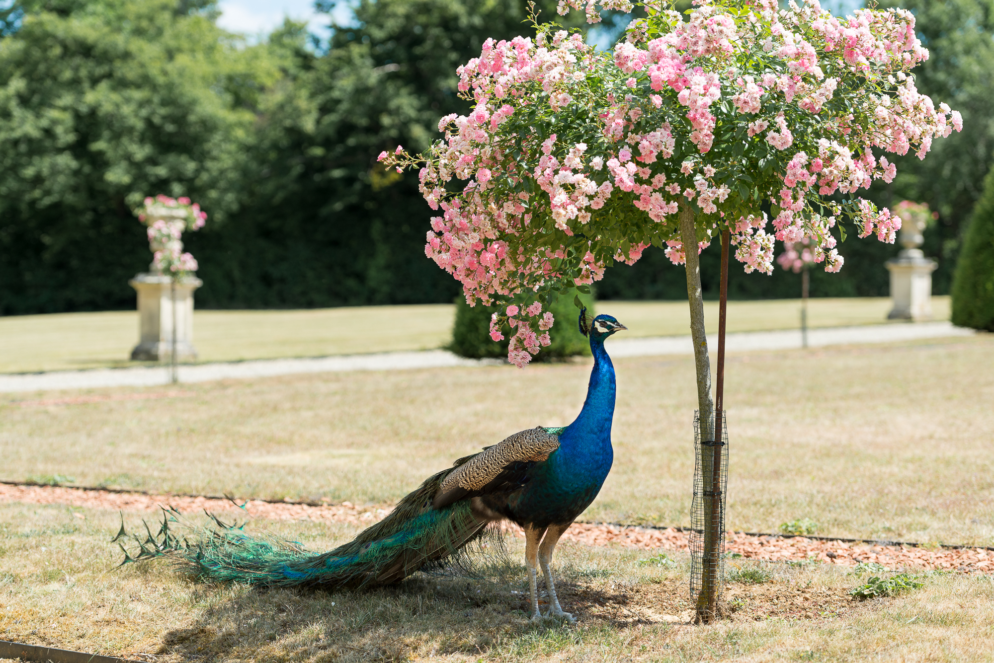 Sylvain Bordier - Photographe de Mariage à Troyes en Champagne.
