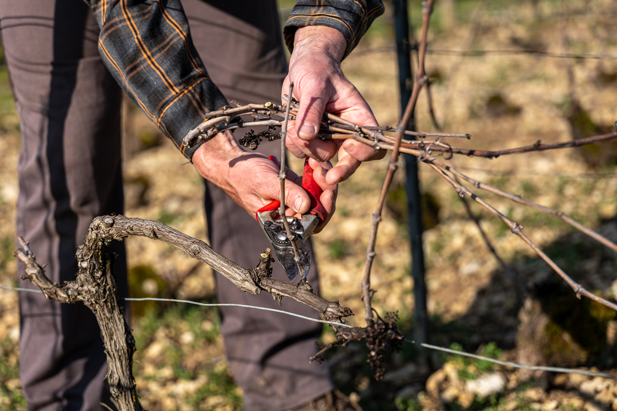 Photographe en vini-viticulture. Sylvain Bordier Photographe