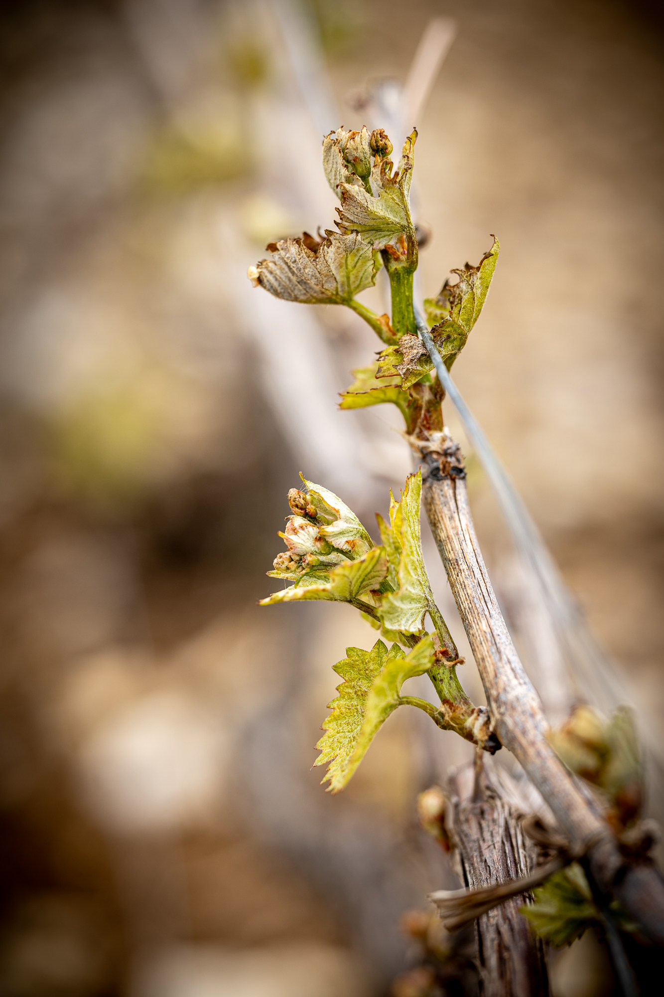 Photographe en vini-viticulture. Sylvain Bordier Photographe
